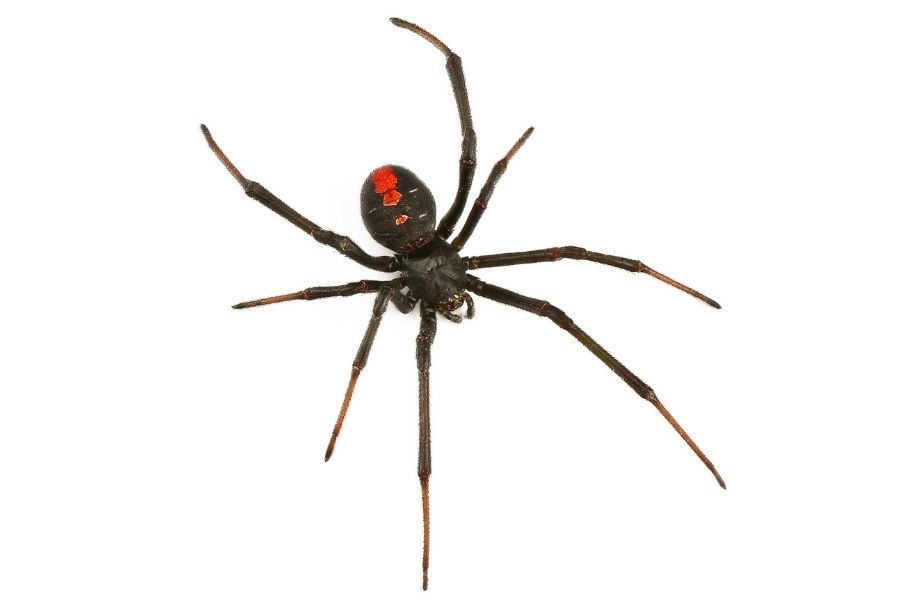 How to Get Rid of Spiders in Pearland, TX Big Dave's Pest