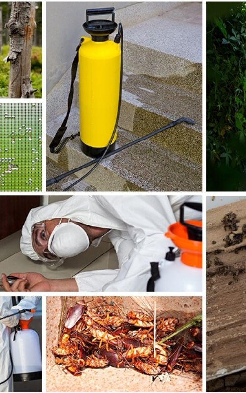 Guaranteed Bed Bug Exterminators in Liverpool, TX Big Dave's