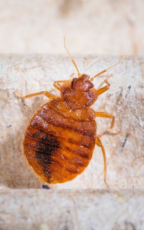 Guaranteed Bed Bug Extermination in Stafford, TX Big Dave's