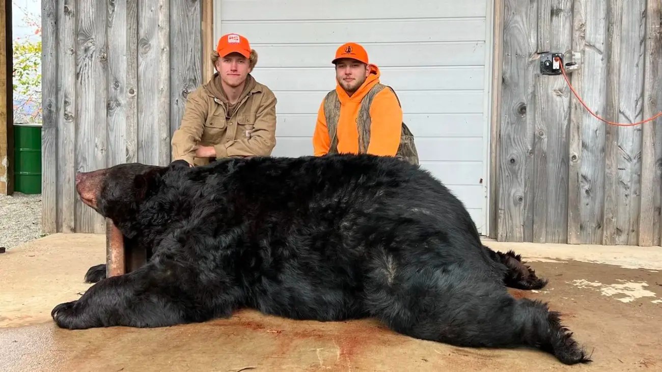 North Carolina Hunter Shoots 695Pound Black Bear Big Deer
