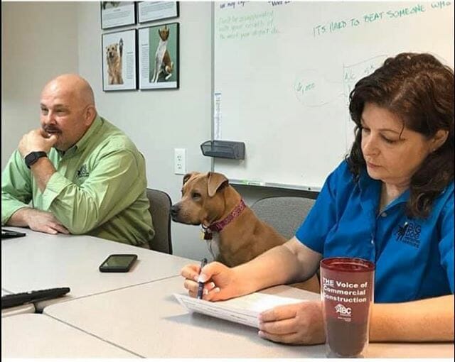 Big Dog Interview Team Big Dog Construction Services