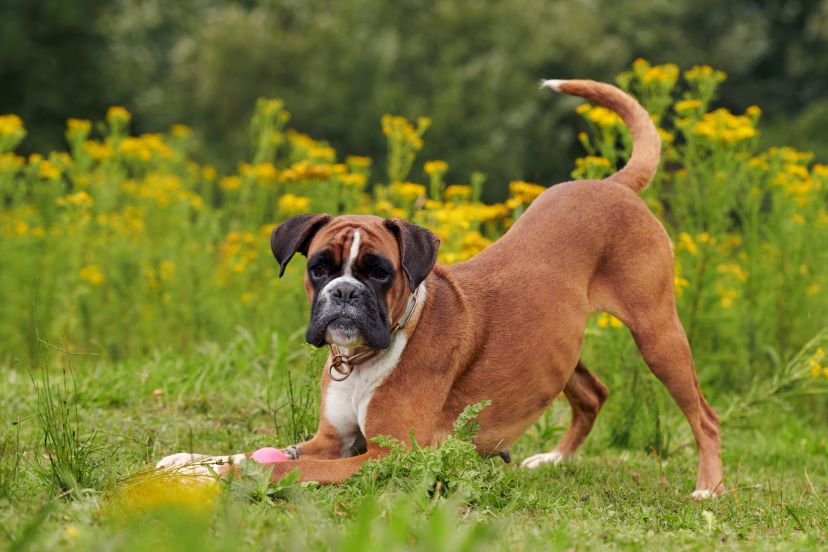 Boxer Traits & Characteristics Big Dog Essentials