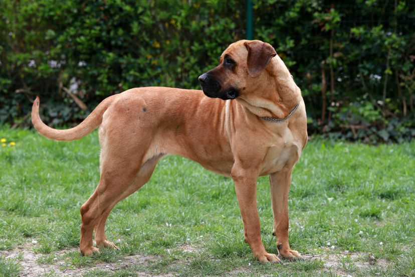 Tosa Traits & Characteristics Big Dog Essentials