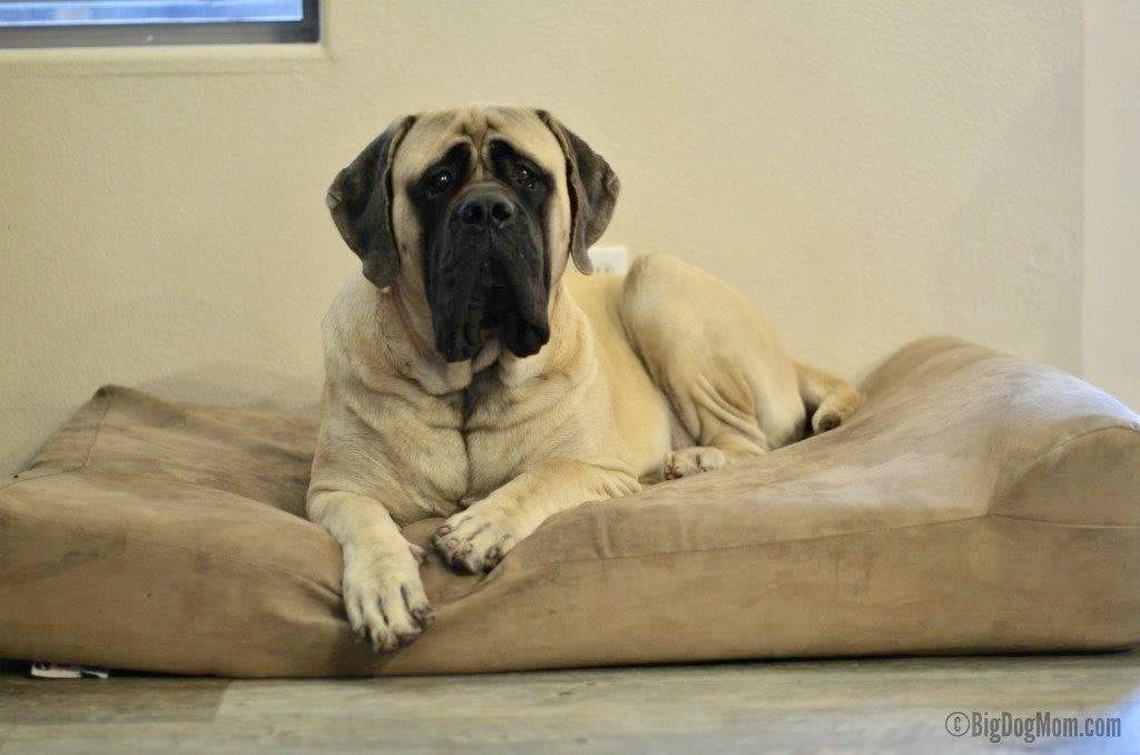 DIY Elbow Butter A Dog Elbow Callus Home Remedy [That Works!]