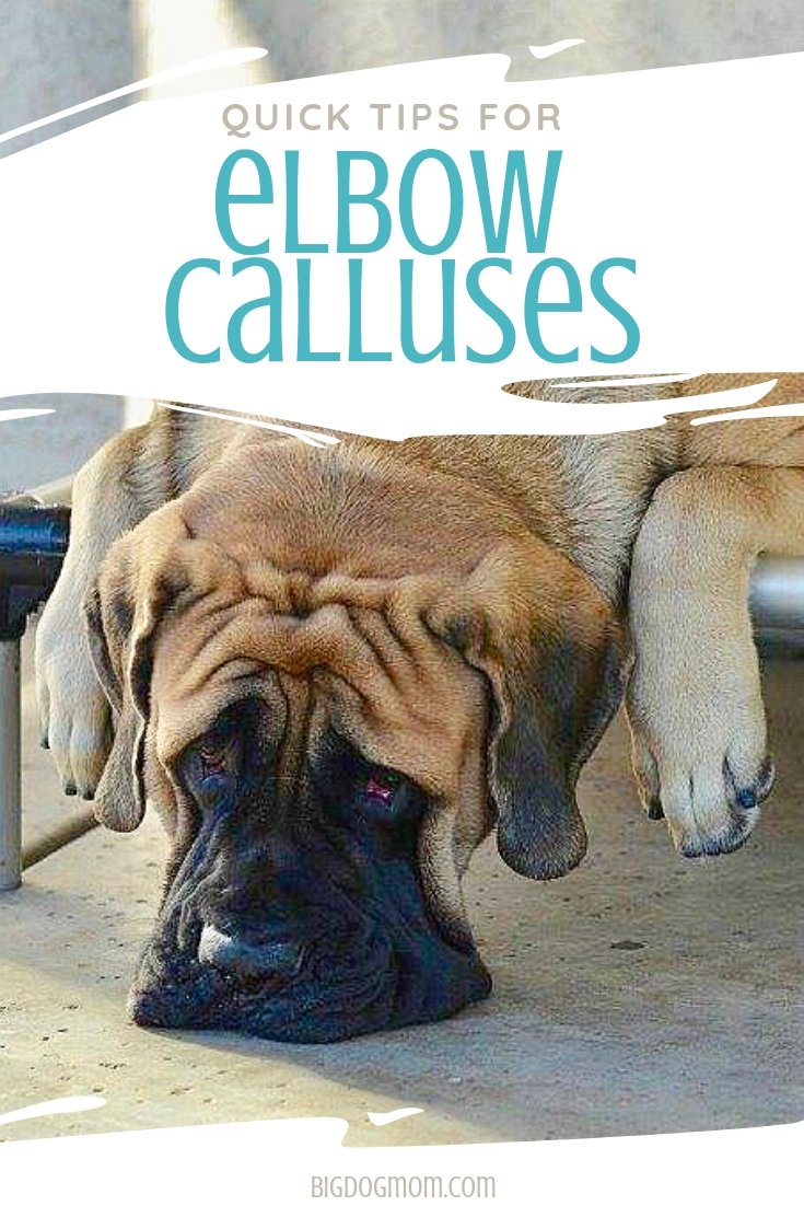 Dog Elbow Callus Are They Inevitable Or Preventable?