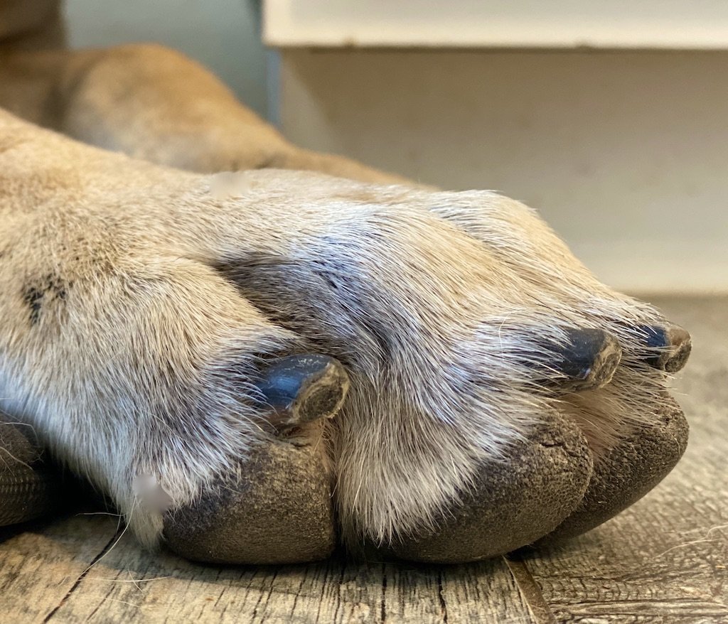 Dremel Or Clipper? Best Tools For Large Dogs [Black Nails]