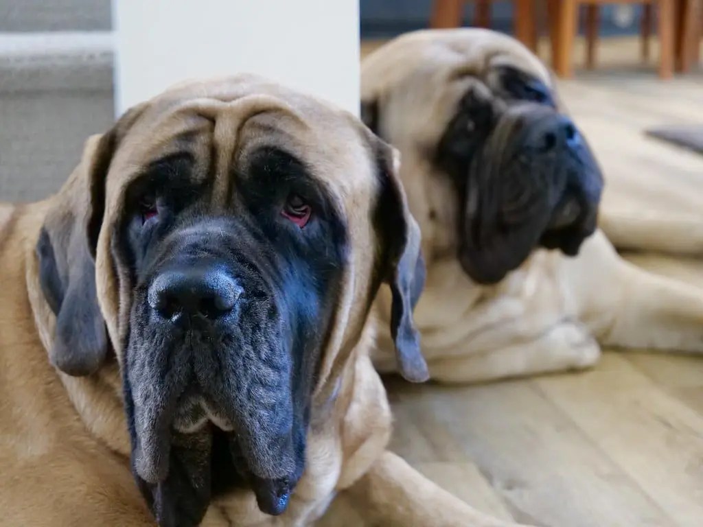 How Much Does It Cost To Feed A English Mastiff