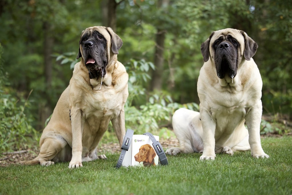 No More Roaming Rover! A Revolutionary Wireless Dog Fence For Large Dogs