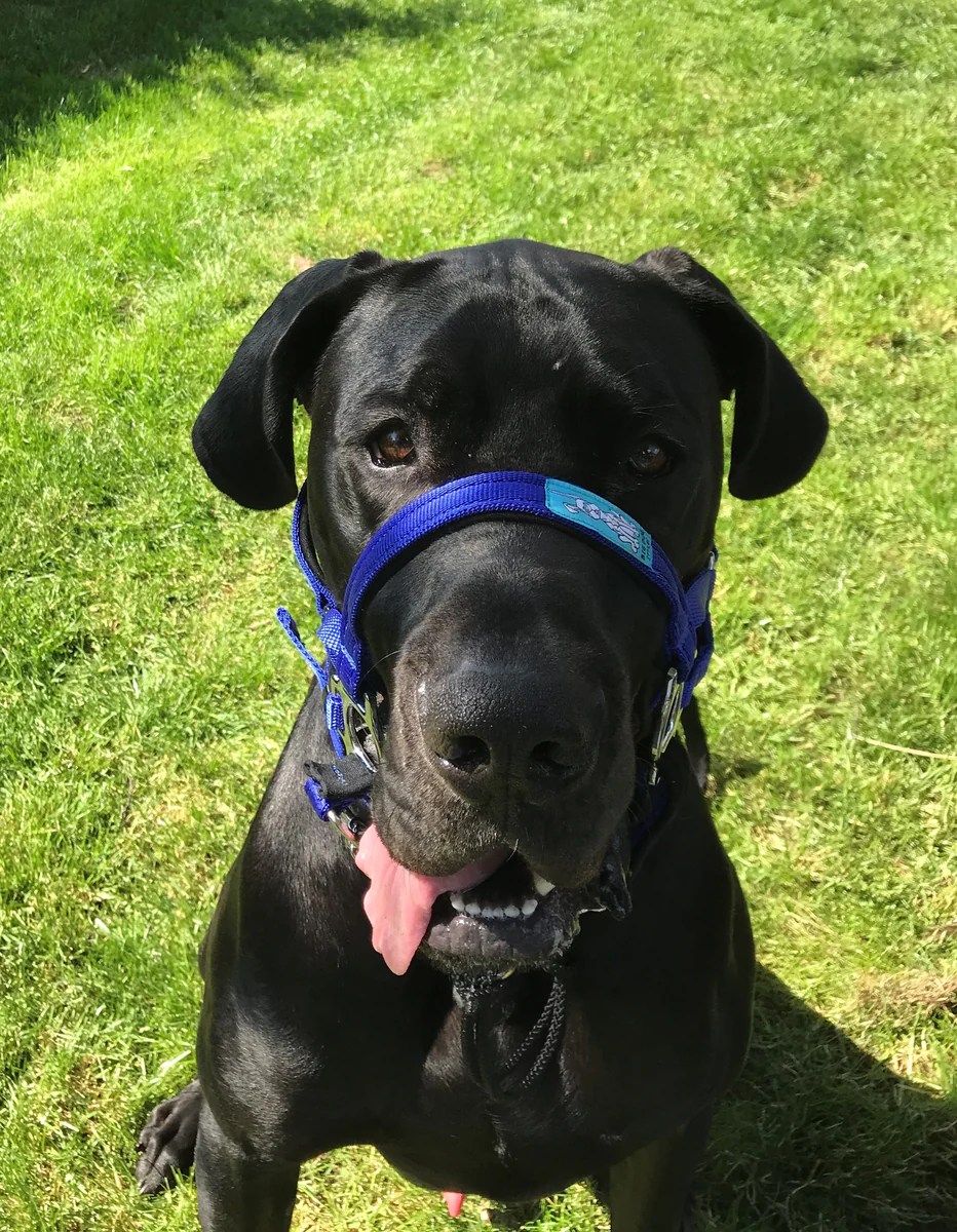 Big Dog Styles Head Collars for Large and Giant Breed Dogs