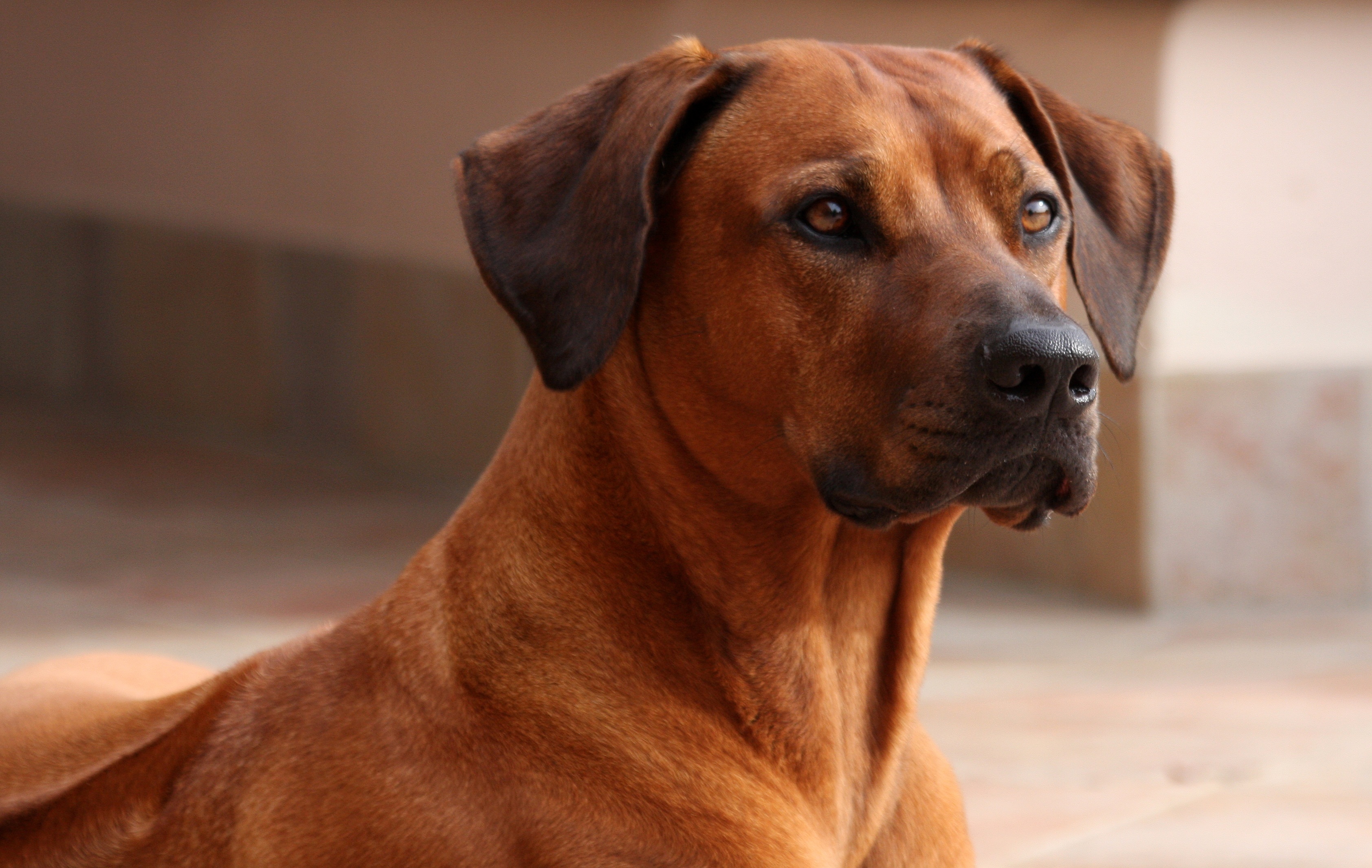 Zola the Rhodesian Ridgeback Girl …a big dog's life!
