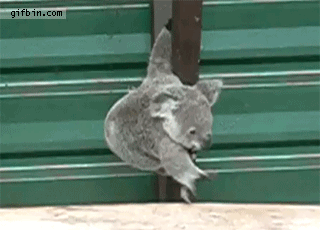 koala