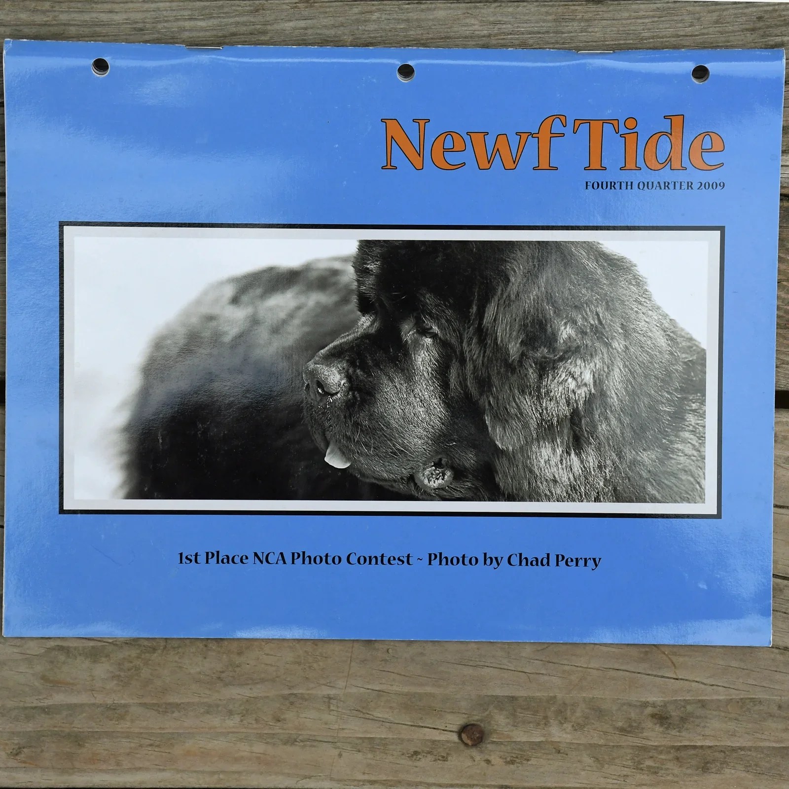 Newf Tide BIG Gentle Dogs