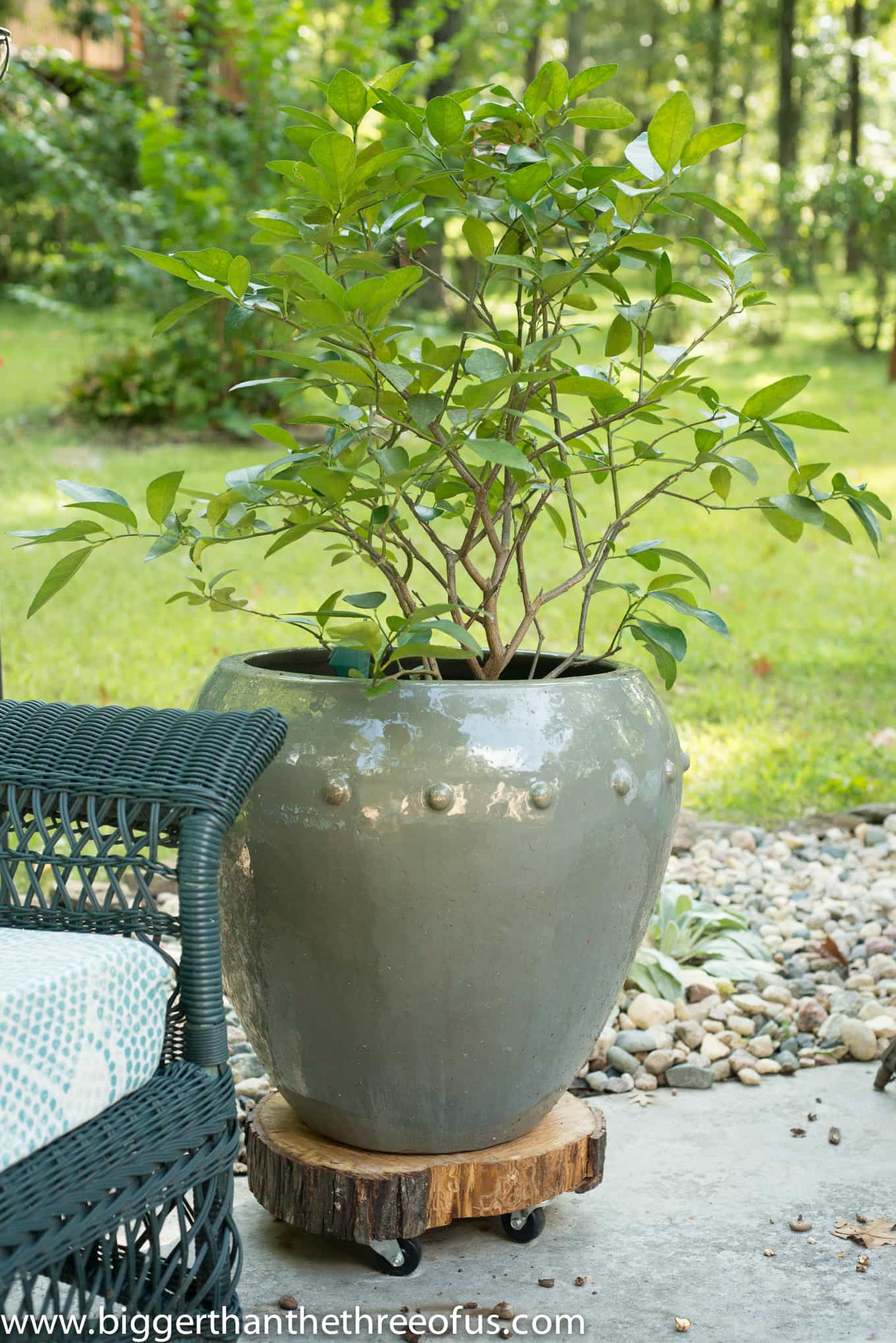 Make This Rolling Plant Stand Perfect For Large Planters