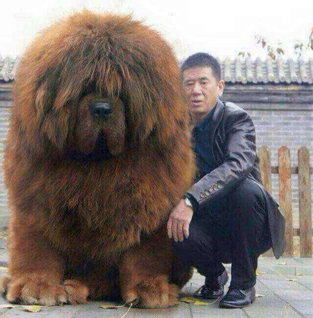 Do You Want One of 15 of the Biggest Dog Breeds as a Pet
