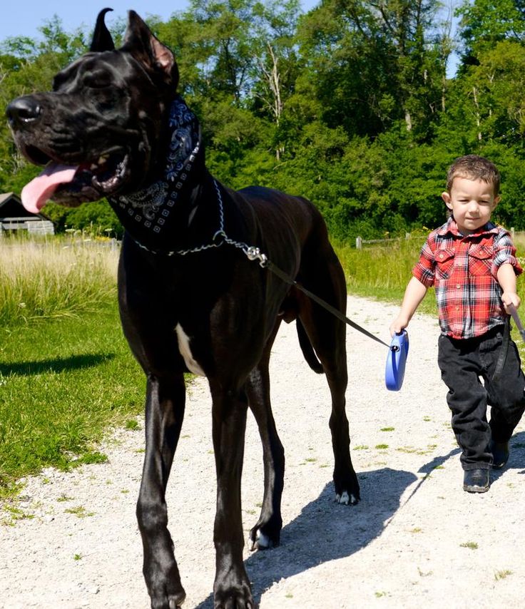 Do You Want One of 15 of the Biggest Dog Breeds as a Pet