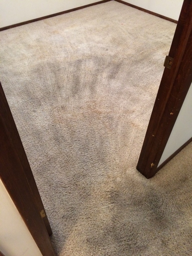 Carpet Cleaning Big Green Steam Clean