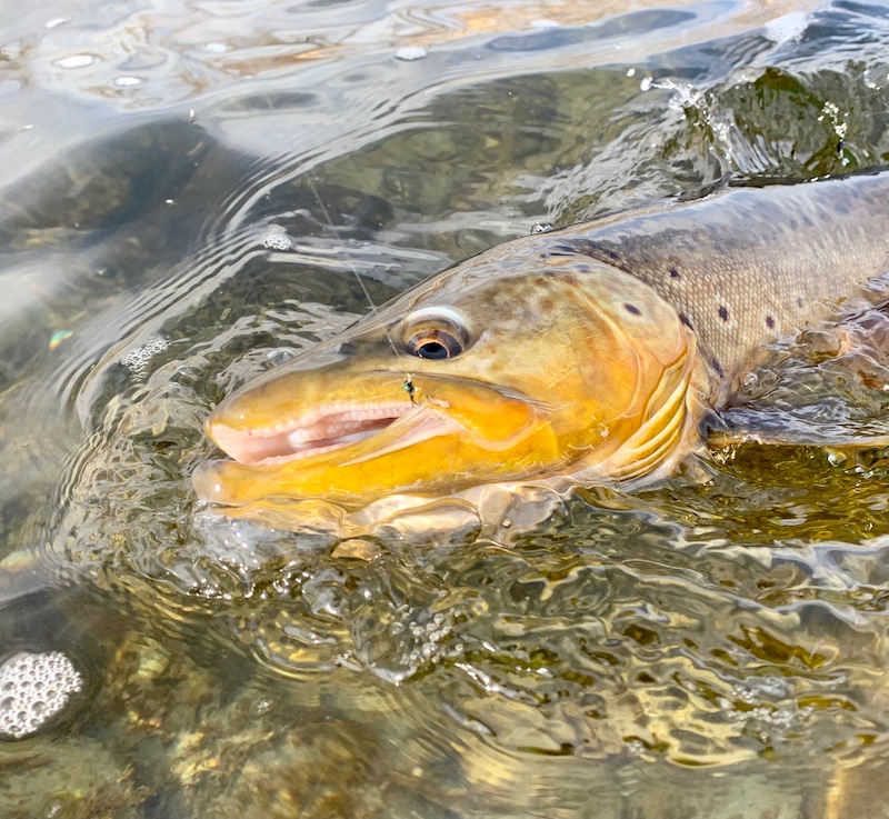 Bighorn River Fishing Update April 16 Bighorn Angler