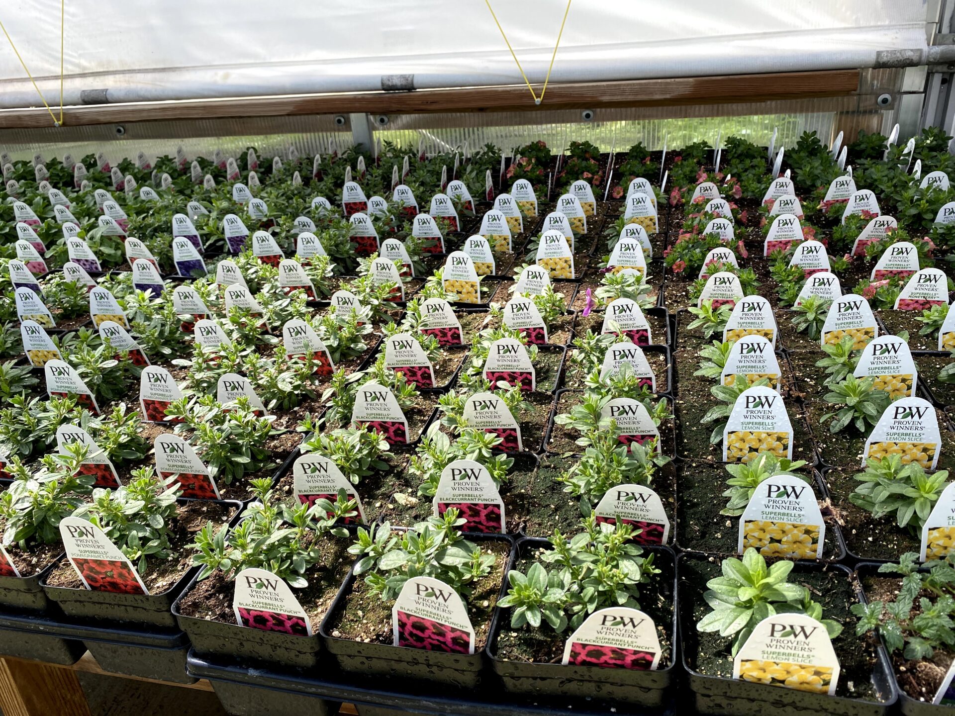 Countryside Greenhouse Big Horn Directory by Big Horn Advertising