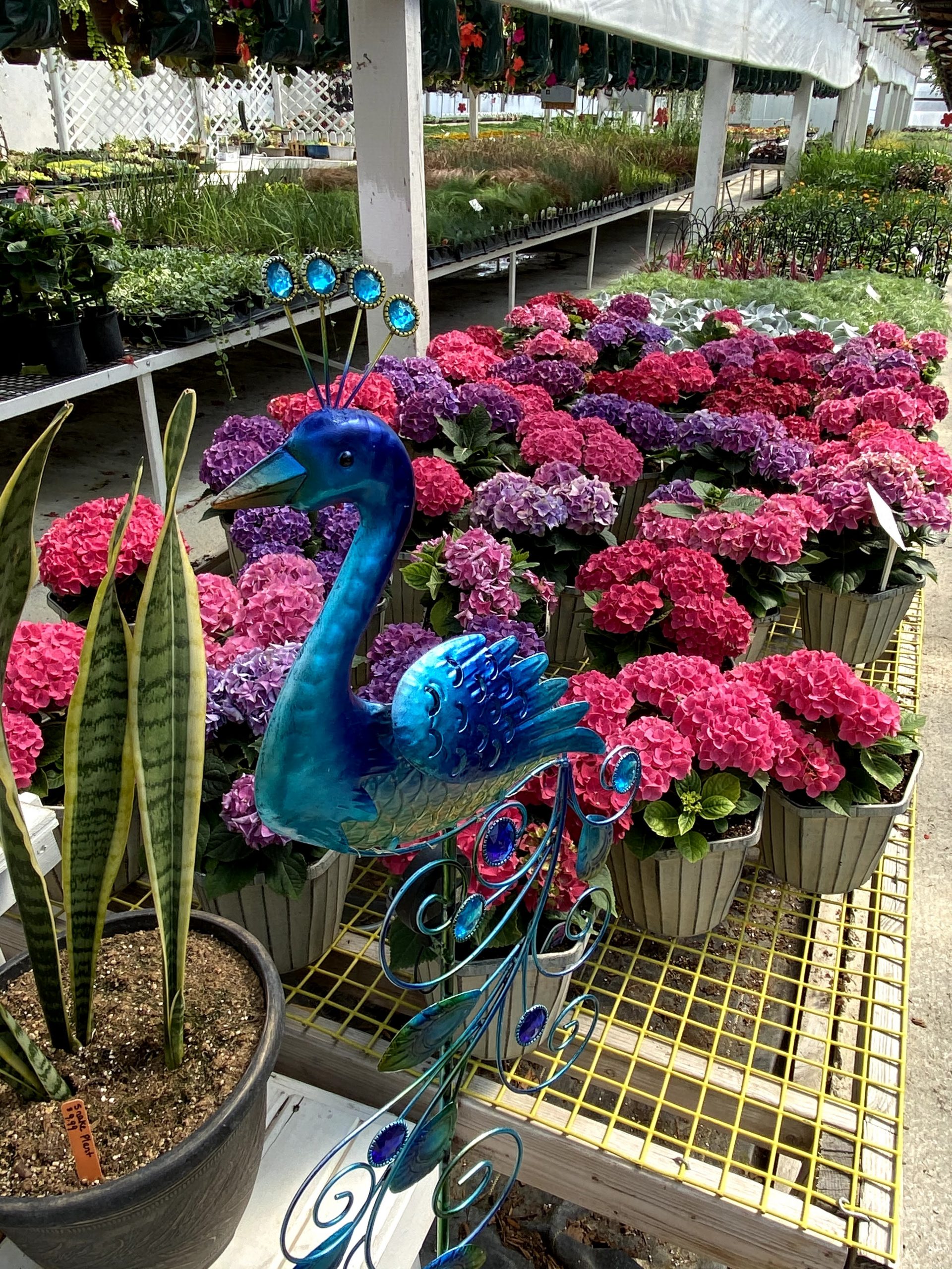 Oak Grove Greenhouse and Poly Out Door Furniture Big Horn Directory