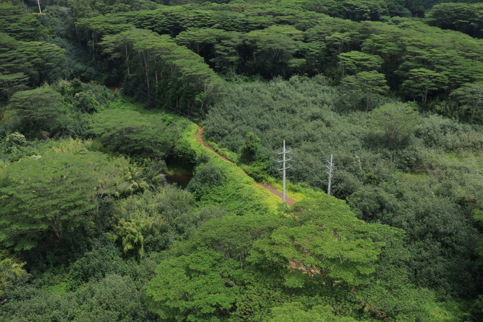 Opening of Wailua Forest Management Road "Loop Road" in Kauaʻi Big