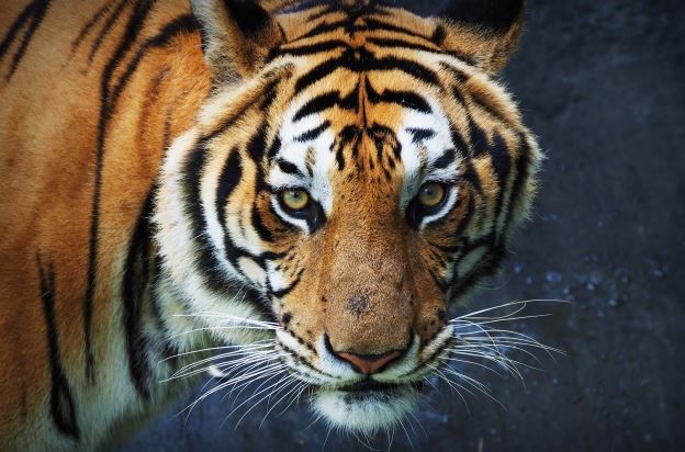 Most Dangerous Animal in the World Have a Look! Big Jar News