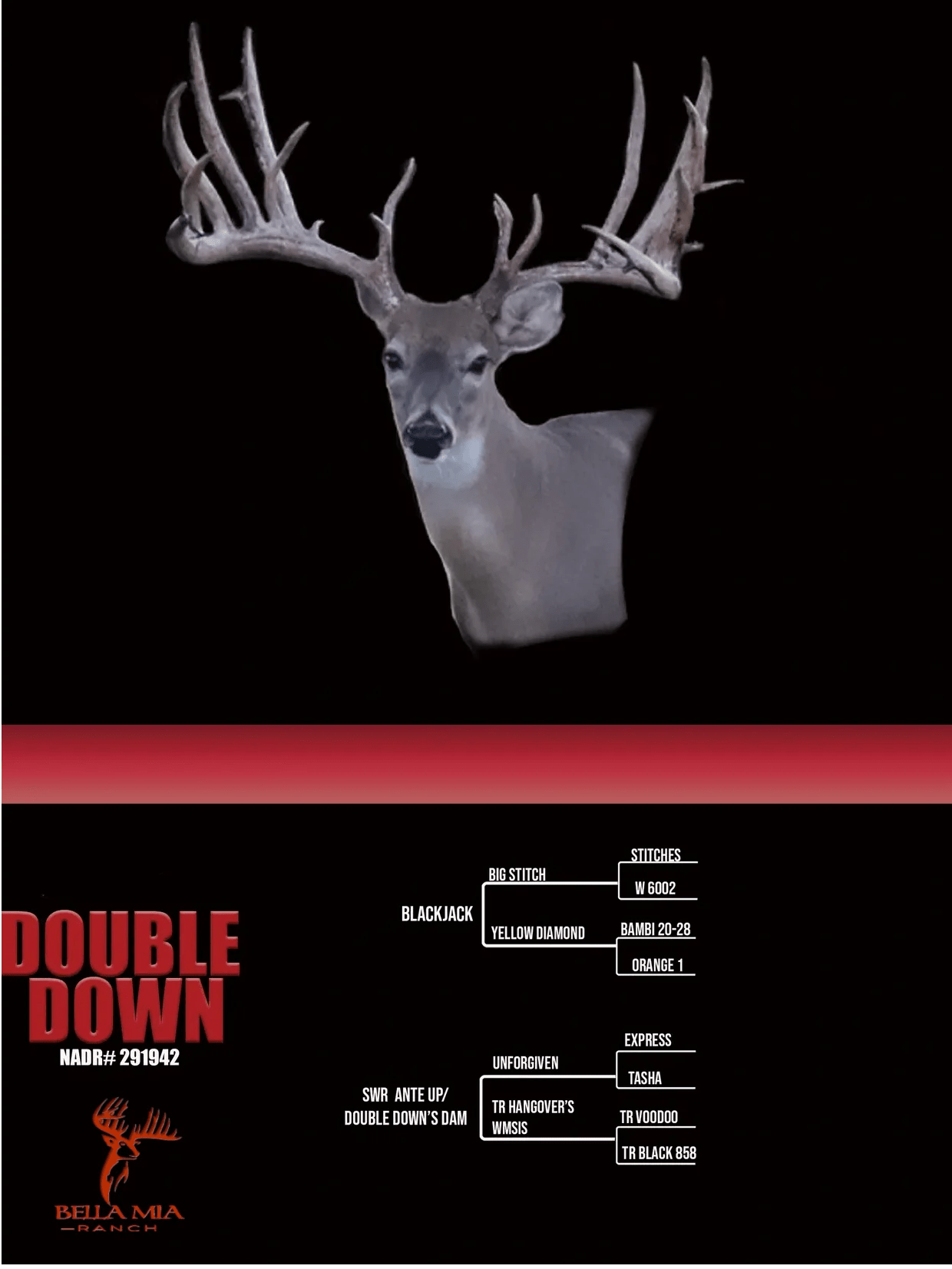 Double Down Bella Mia Ranch