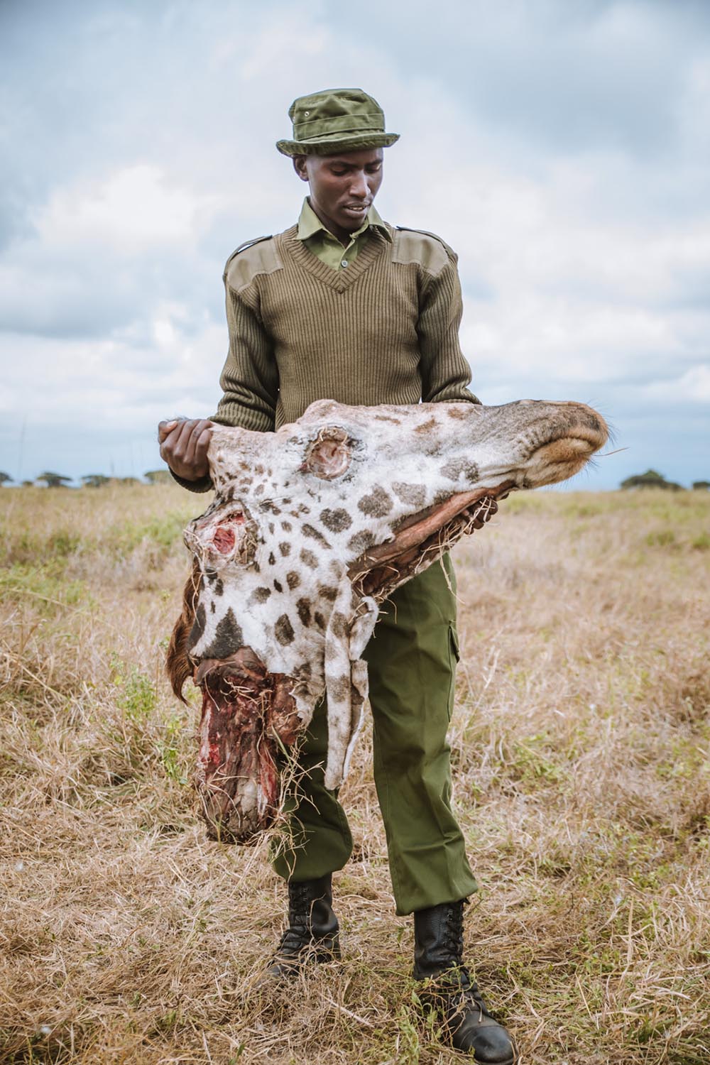 GIRAFFE POACHERS STRIKE AGAIN AND SO DOES BIG LIFE Big