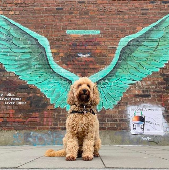 19 Best Dog Friendly Bars in Liverpool Big Liverpool Guide