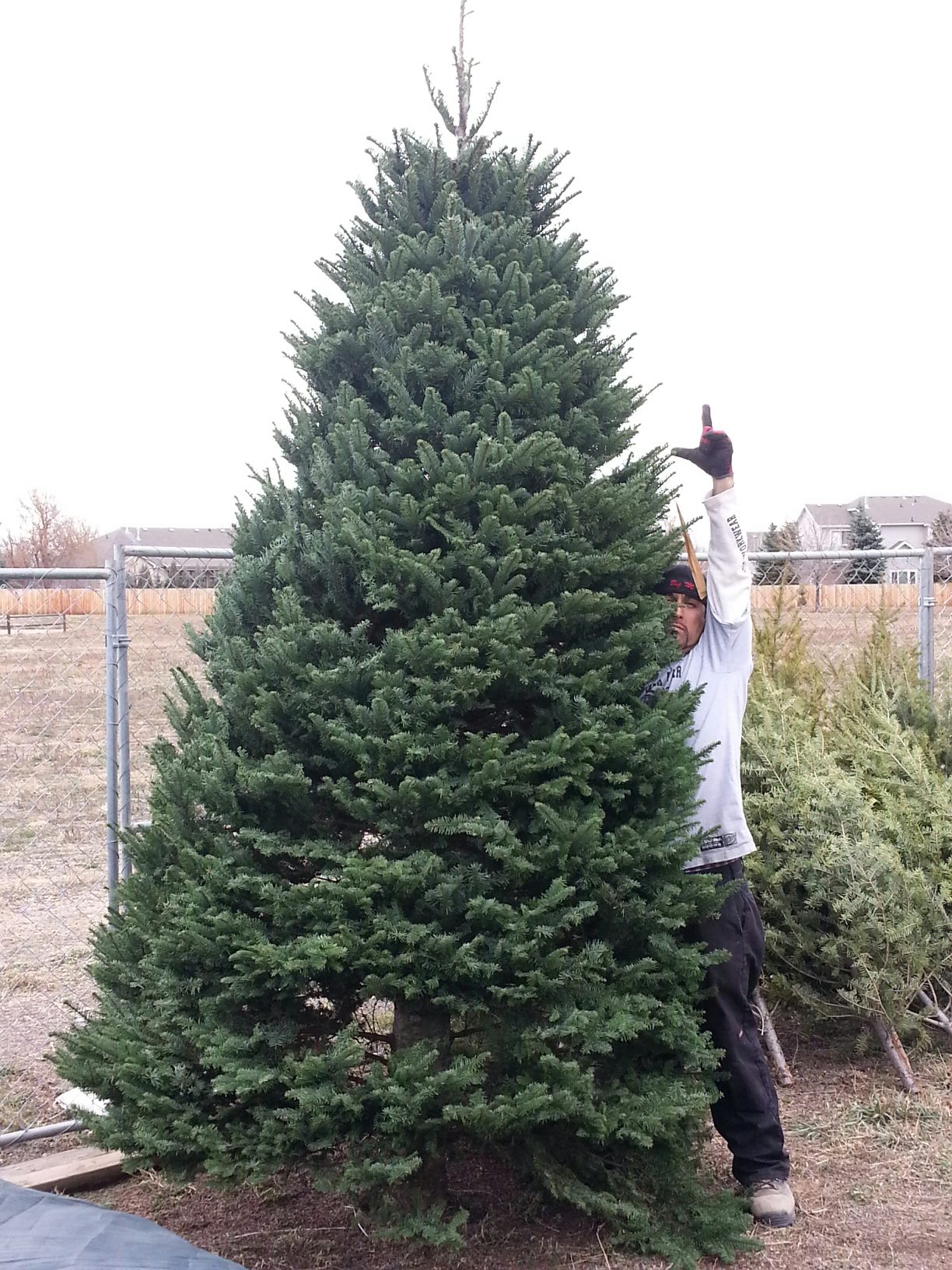 Christmas Tree Lots Boulder County