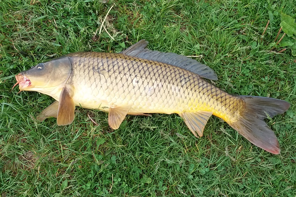 I Love Carp Fishing With Corn Rig Big Muddy Fishing & Big Curt Tackle