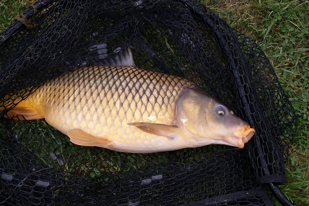 I Love Carp Fishing With Corn Rig Big Muddy Fishing & Big Curt Tackle