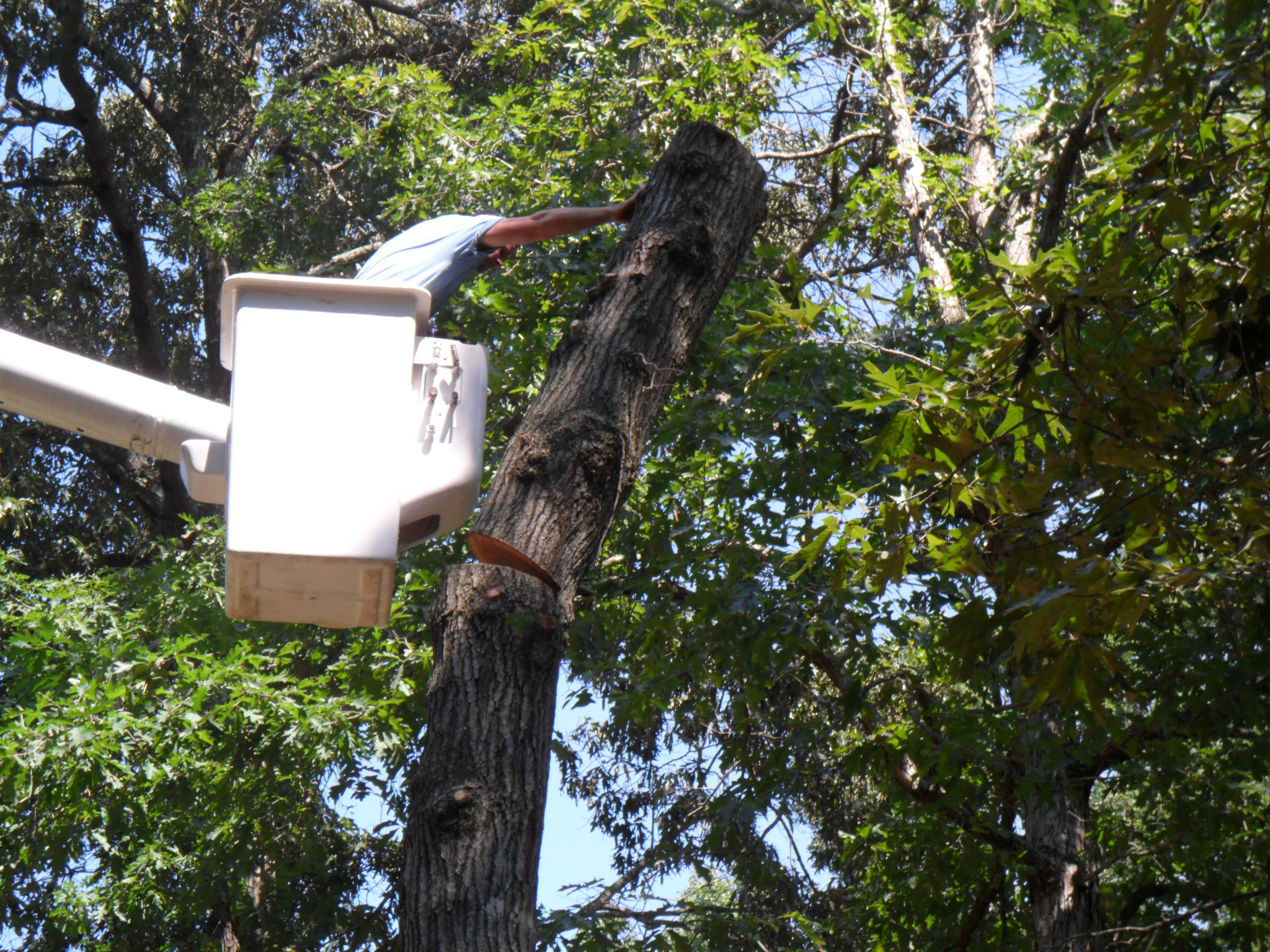 Big Oak Tree service