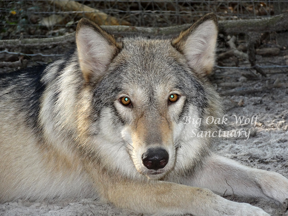 Glory Big Oak Wolf Sanctuary