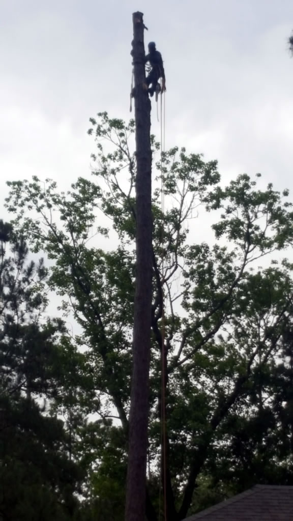 Big O's Tree Service serving Conway, Myrtle Beach, Loris, North Myrtle