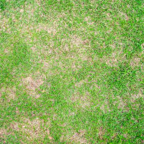 Beat Red Thread Lawn Disease Spot & Stop It Fast!