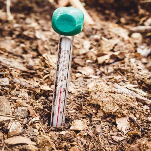 Grass Seed Germination Temperature Your Seasonal Guide