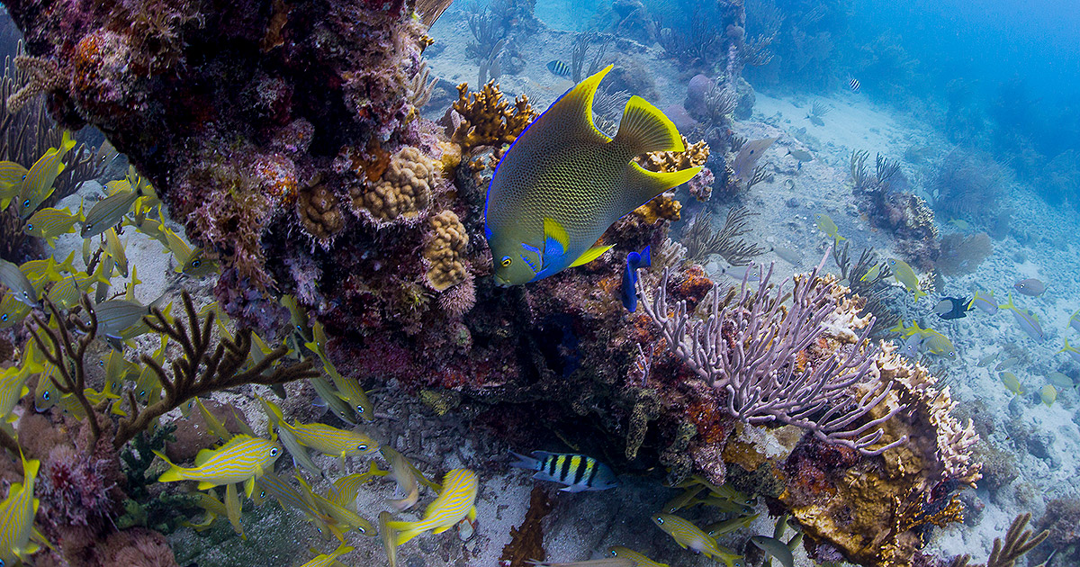 7 of the Best Places for Snorkeling in Florida Keys Big 7 Travel