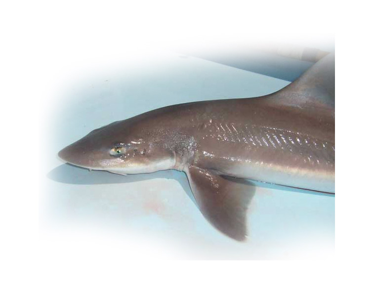 Smooth Dogfish Meet the Sharks Fish Finder Adventures, Sustainable