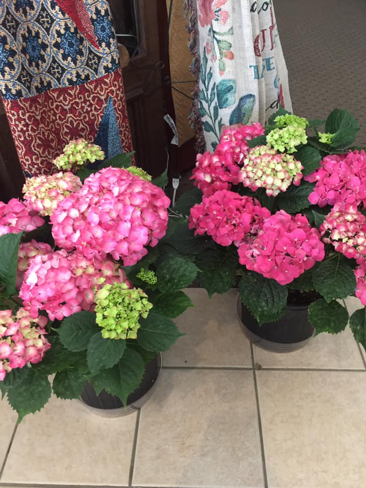 L.J. Horton Florist Big Stone Gap