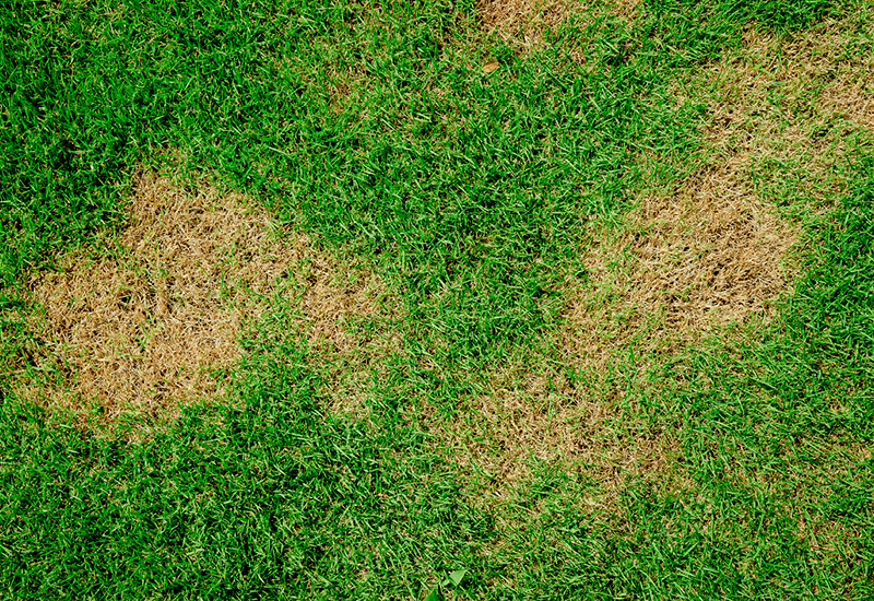 North Texas Lawn & Garden End of Summer State Fair of Texas