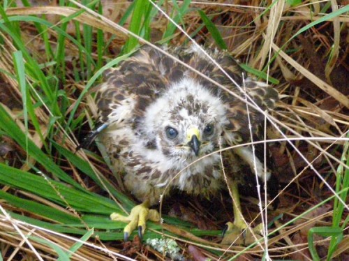 Birds of the Big Thicket in East Texas
