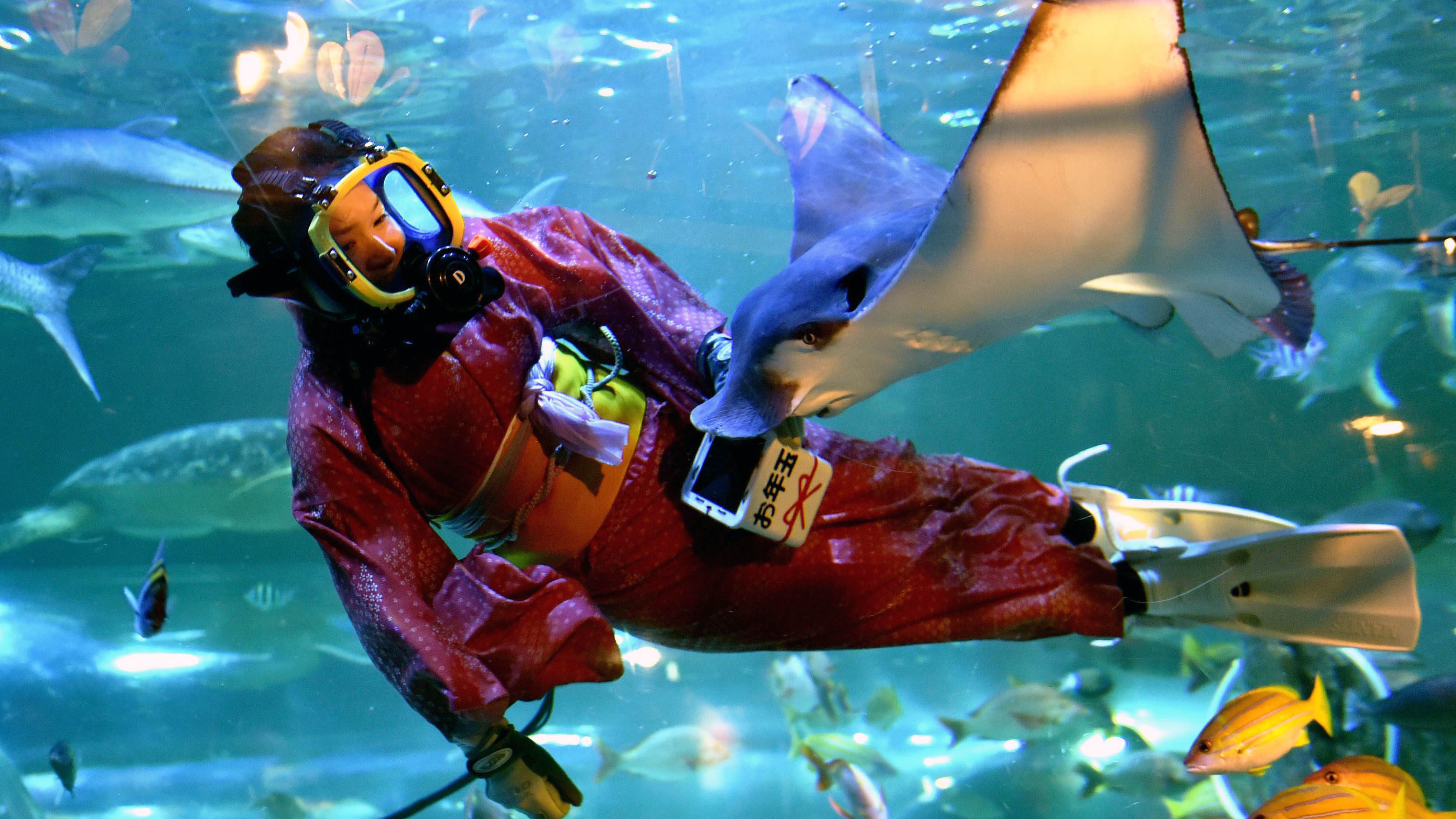 The Dangers of Deep Sea Diving Big Think