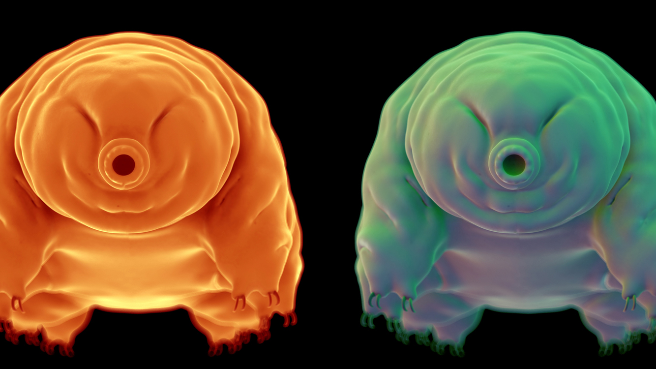 Scientists finally figure out why the water bear is nearly indestructible Big Think