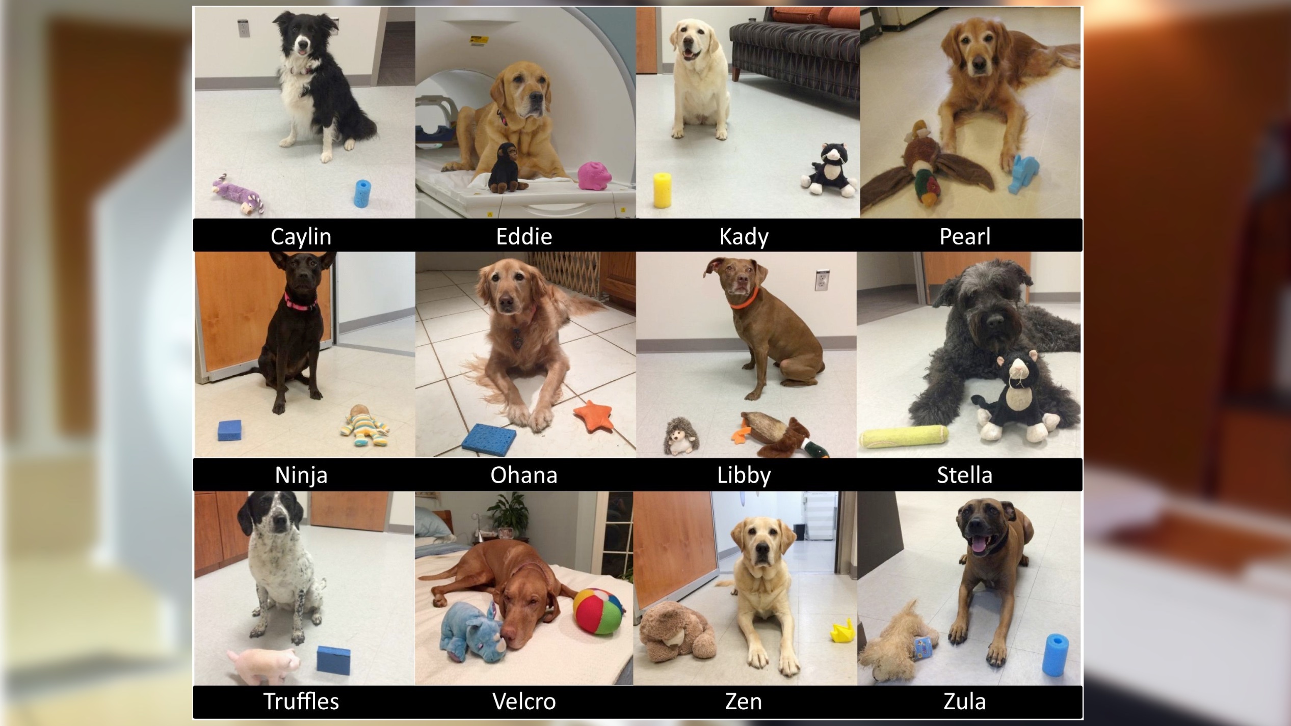 Do Dogs Understand Some Words