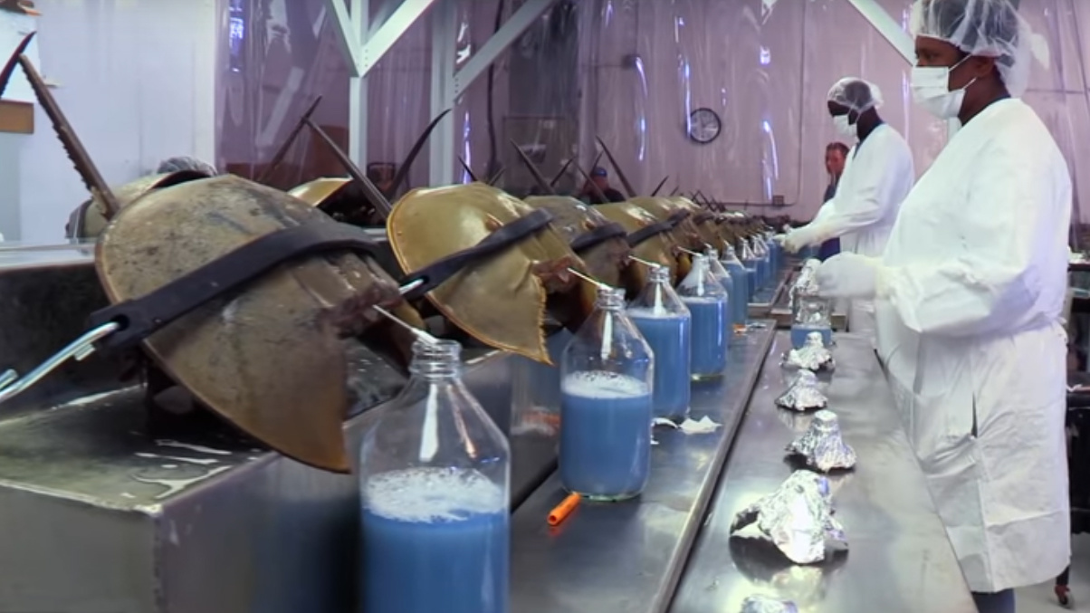 Horseshoe crabs are drained for their blue blood. That practice will