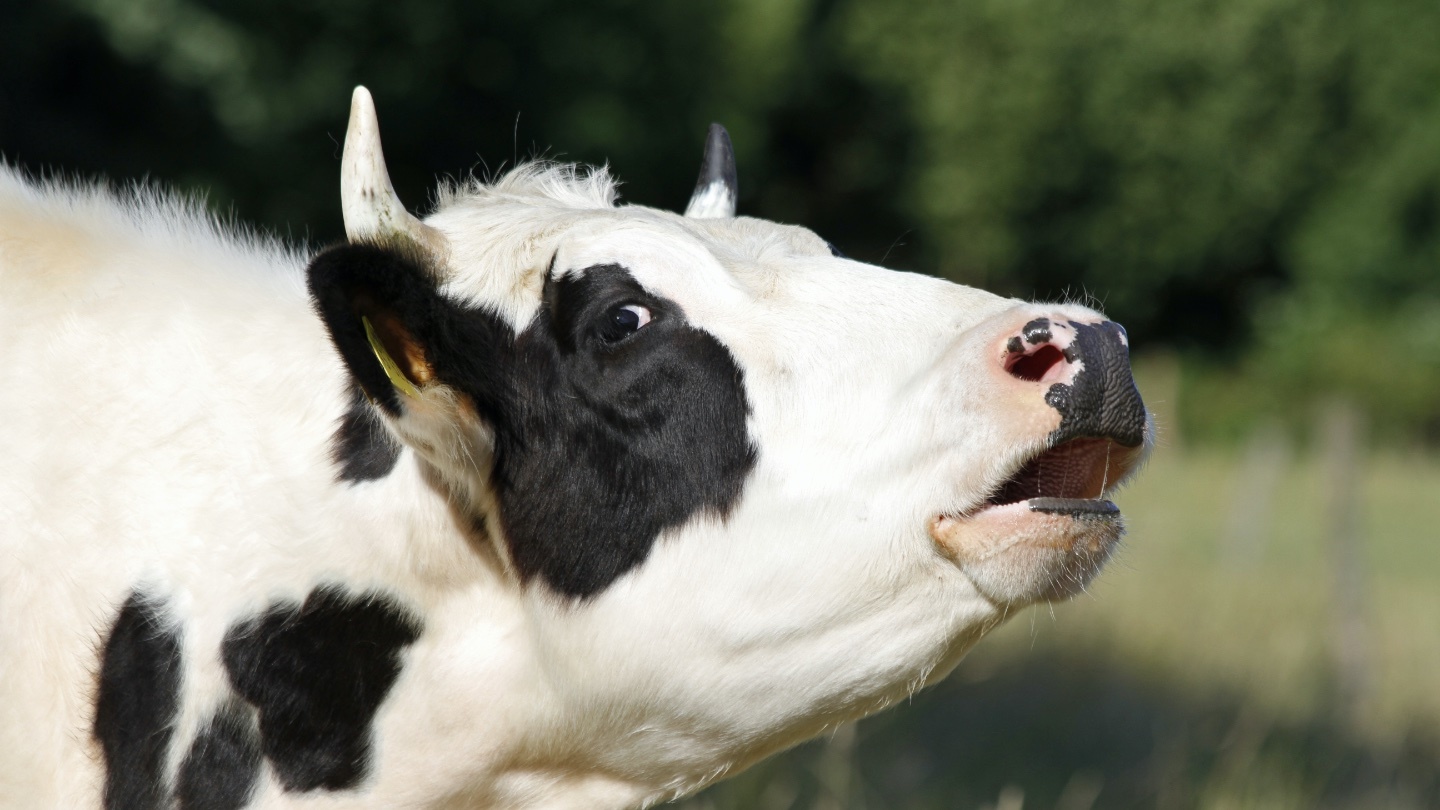 Could new study on cow communication lead to more humane farming? Big