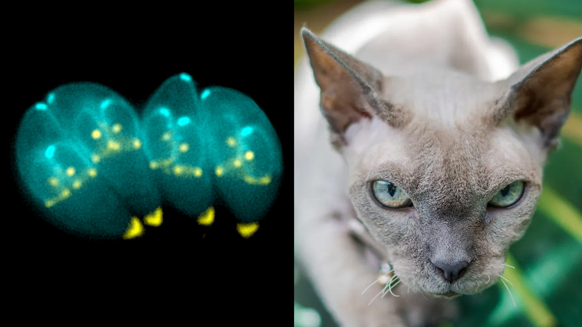 Scientists discover how the rampant 'cat poop parasite' controls cells