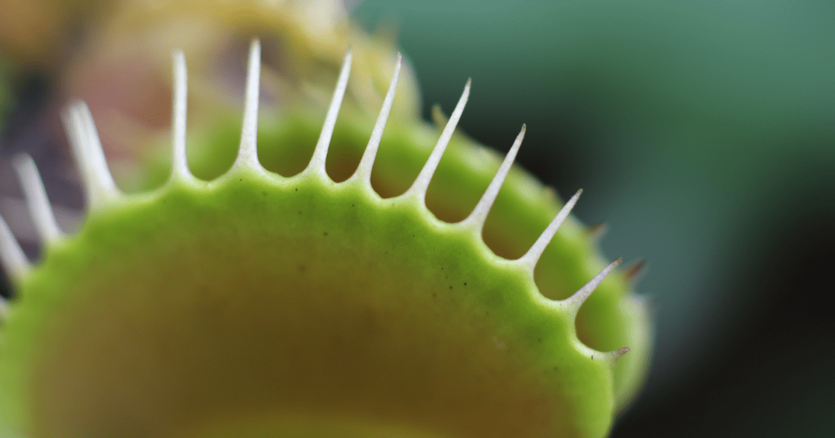 Venus flytrap jaws create tiny fields when they snap shut