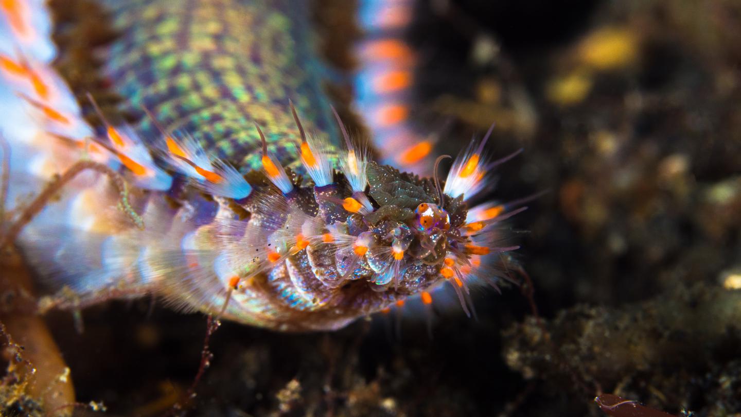 Meet the worm with a jaw of metal Big Think