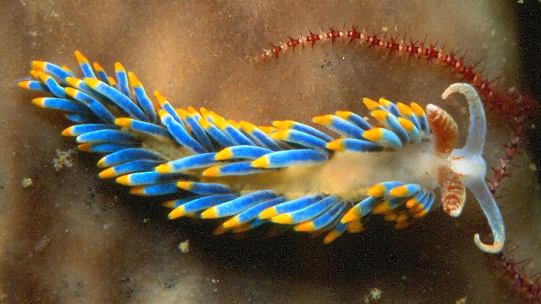Nudibranchs psychedelic body snatchers of the deep Big Think